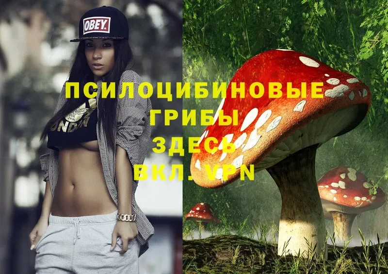 Псилоцибиновые грибы Psilocybe  купить наркоту  Байкальск 